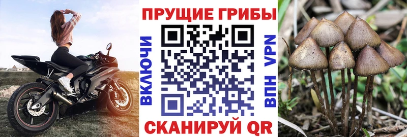 Купить закладки  Междуреченск  Галлюциногенные грибы GOLDEN TEACHER 